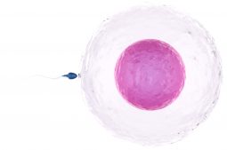 Cuándo se fecunda el ovulo despues de tener relaciones