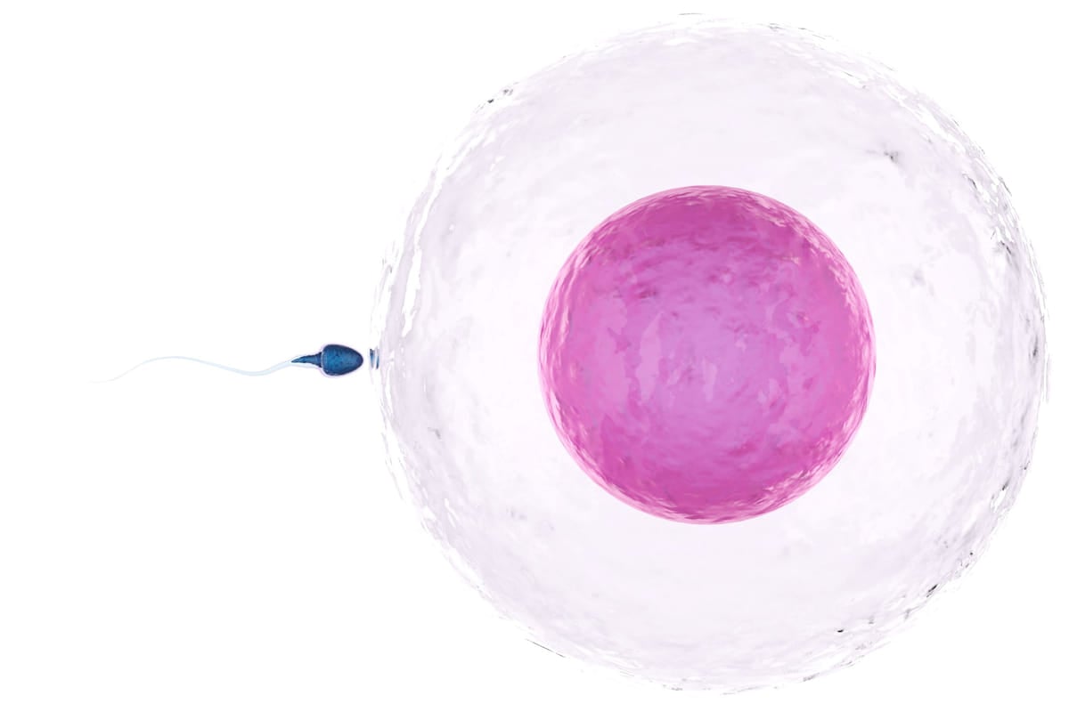 fertilización de espermatozoides y óvulos